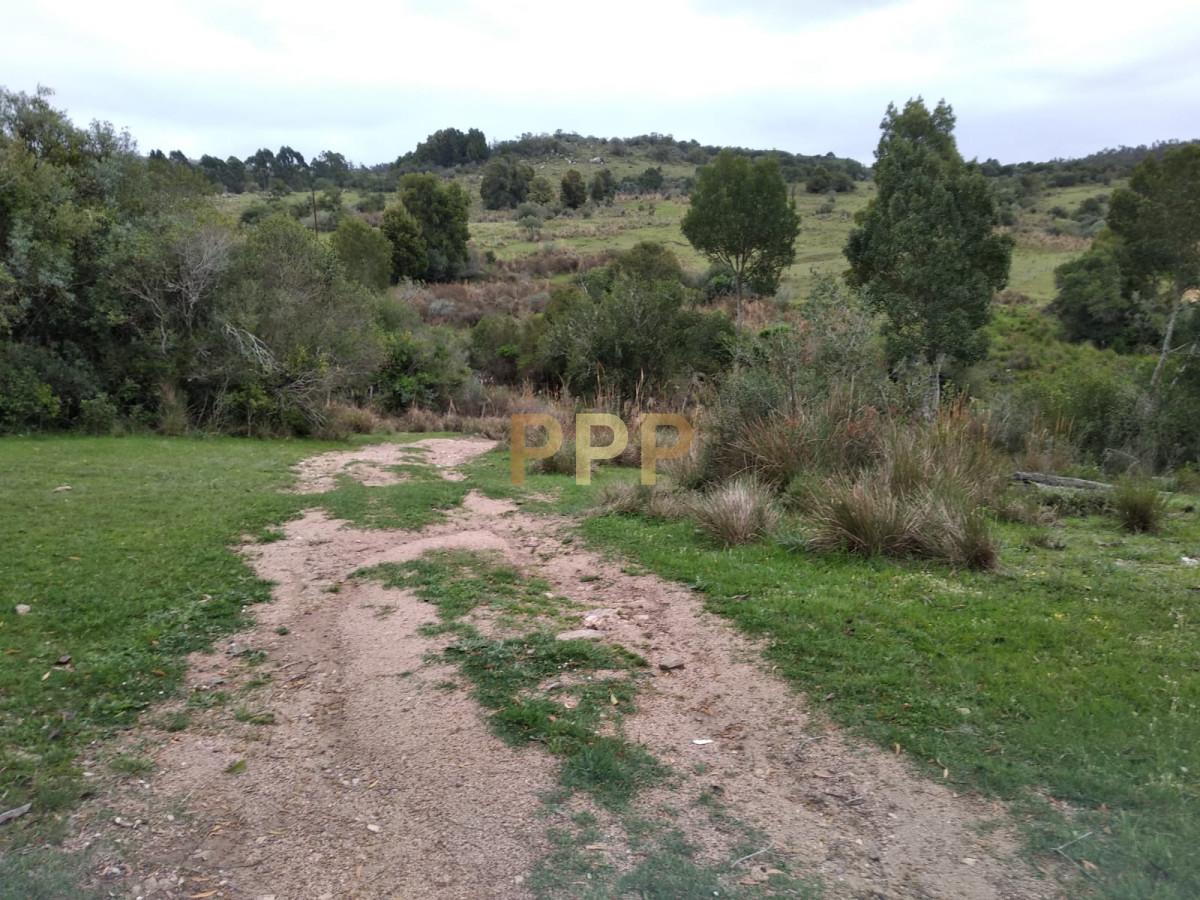 Chacra ID.2274 - Vendo excelente chacra de 39 hectÃ¡reas para granja turÃ­stica o tambo, Aigua, Punta del Este
