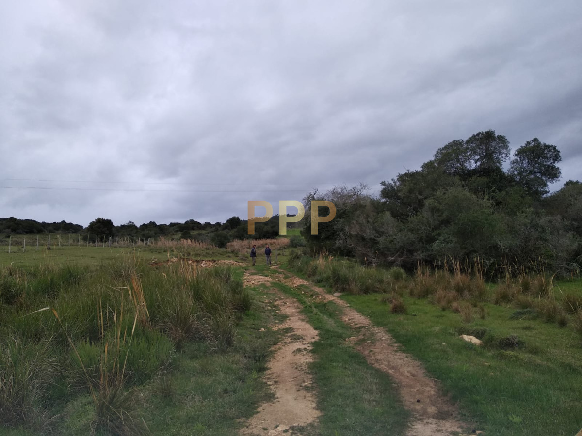 Chacra ID.2274 - Vendo excelente chacra de 39 hectÃ¡reas para granja turÃ­stica o tambo, Aigua, Punta del Este