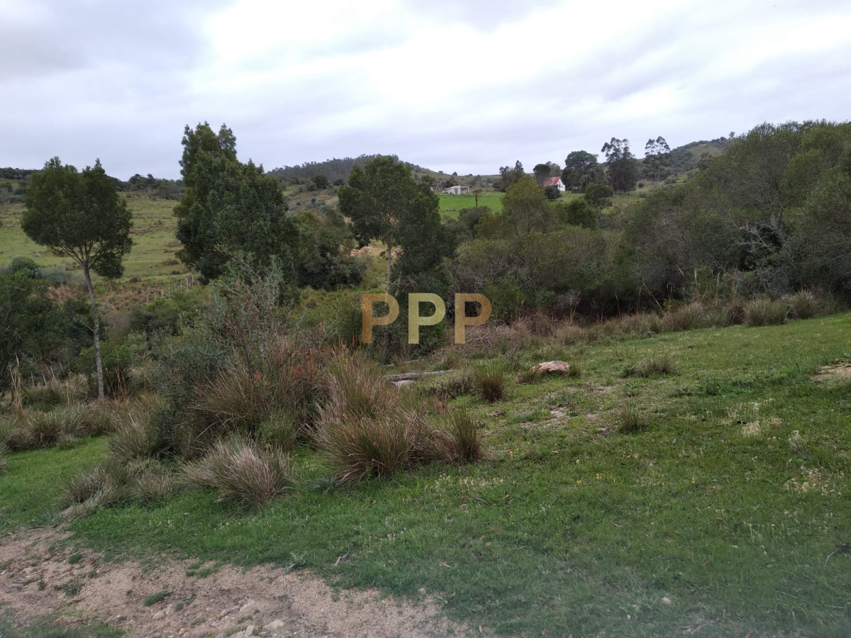 Chacra ID.2274 - Vendo excelente chacra de 39 hectÃ¡reas para granja turÃ­stica o tambo, Aigua, Punta del Este