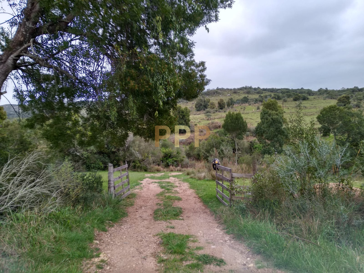 Chacra ID.2248 - Vendo excelente chacra de 39 hectÃ¡reas para granja turÃ­stica o tambo, Aigua, Punta del Este