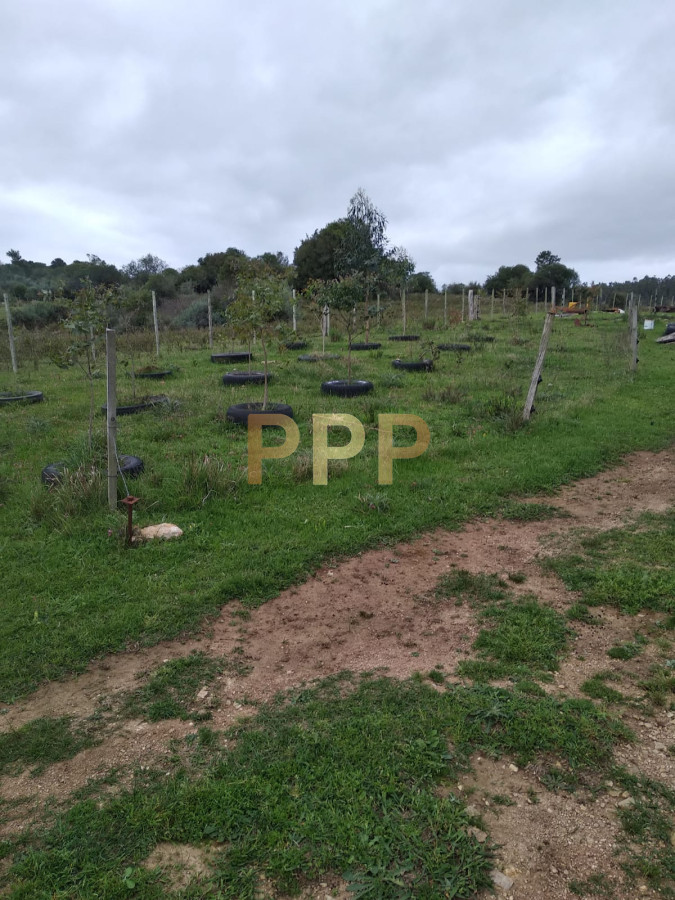Chacra ID.2274 - Vendo excelente chacra de 39 hectÃ¡reas para granja turÃ­stica o tambo, Aigua, Punta del Este