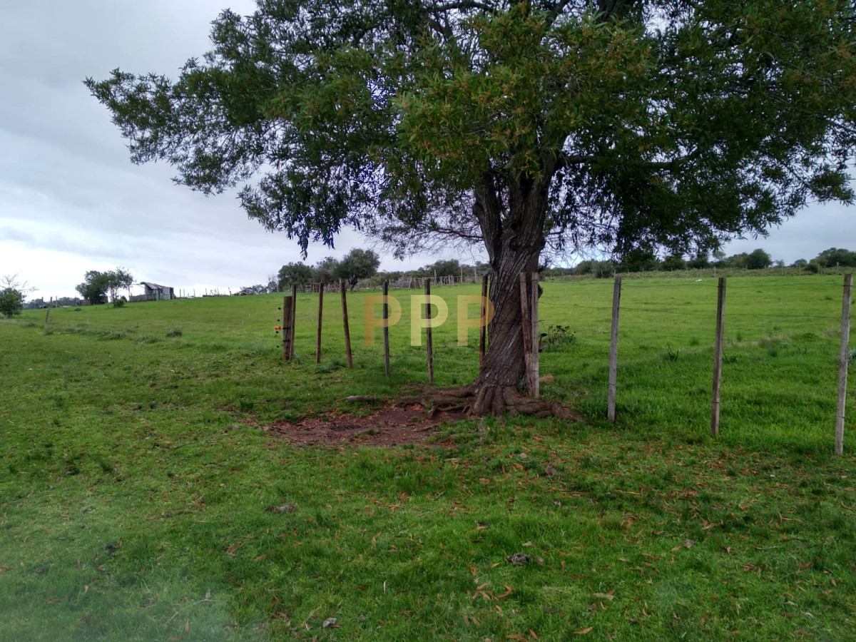 Chacra ID.2248 - Vendo excelente chacra de 39 hectÃ¡reas para granja turÃ­stica o tambo, Aigua, Punta del Este