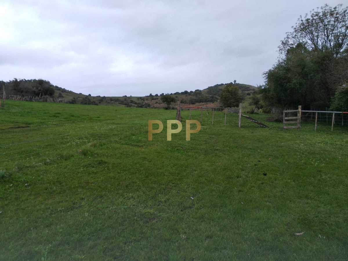 Chacra ID.2274 - Vendo excelente chacra de 39 hectÃ¡reas para granja turÃ­stica o tambo, Aigua, Punta del Este