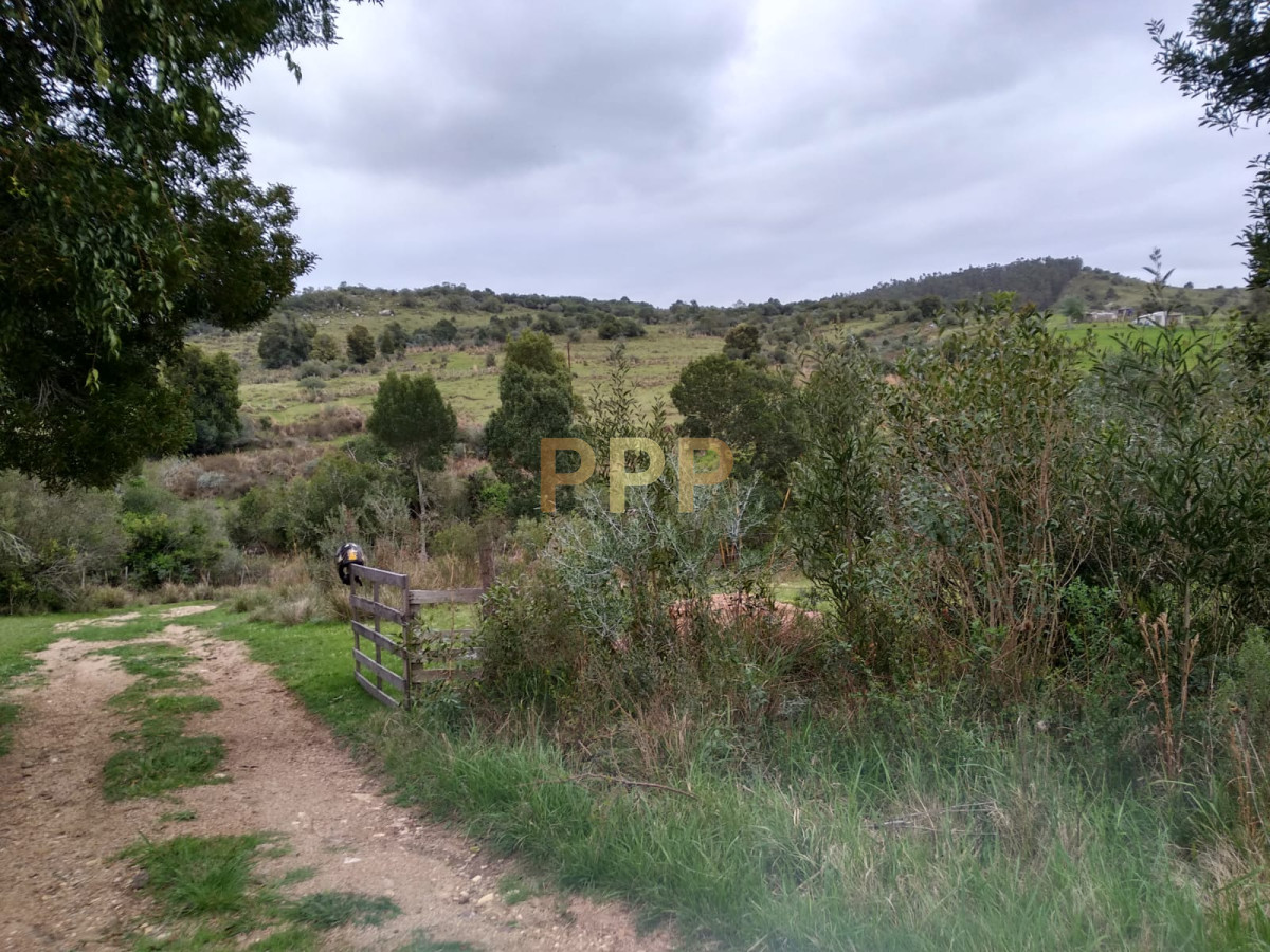 Chacra ID.2274 - Vendo excelente chacra de 39 hectÃ¡reas para granja turÃ­stica o tambo, Aigua, Punta del Este