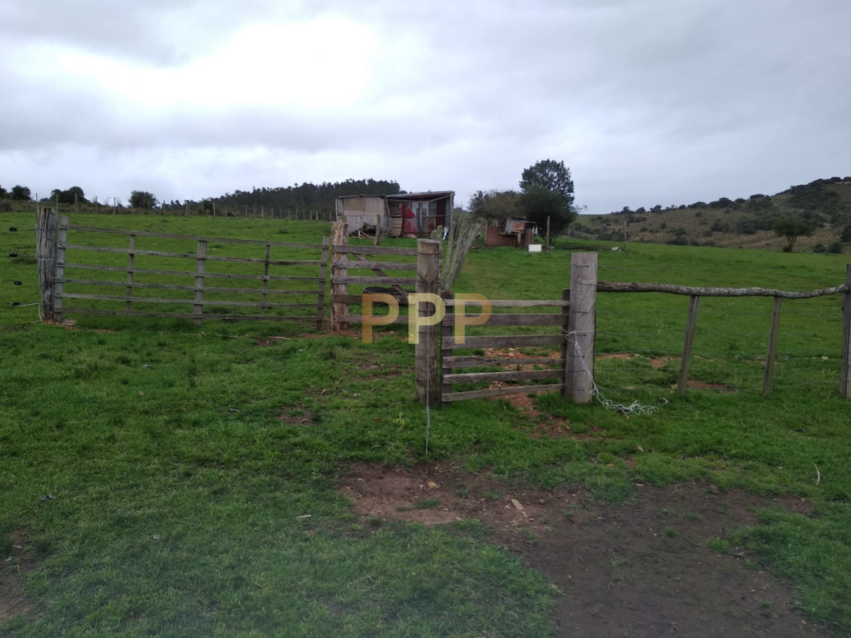 Chacra ID.2248 - Vendo excelente chacra de 39 hectÃ¡reas para granja turÃ­stica o tambo, Aigua, Punta del Este