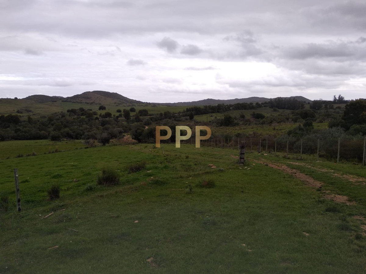Chacra ID.2274 - Vendo excelente chacra de 39 hectÃ¡reas para granja turÃ­stica o tambo, Aigua, Punta del Este