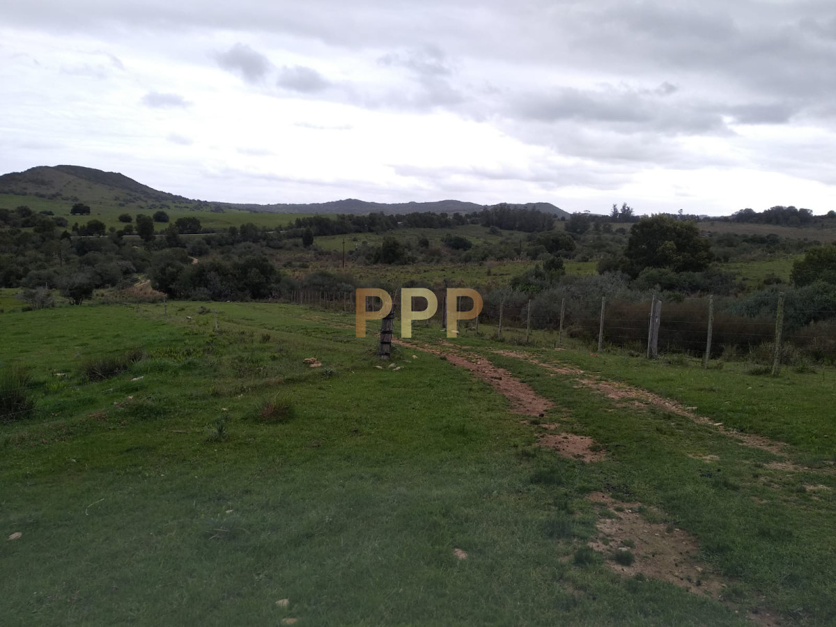 Chacra ID.2274 - Vendo excelente chacra de 39 hectÃ¡reas para granja turÃ­stica o tambo, Aigua, Punta del Este