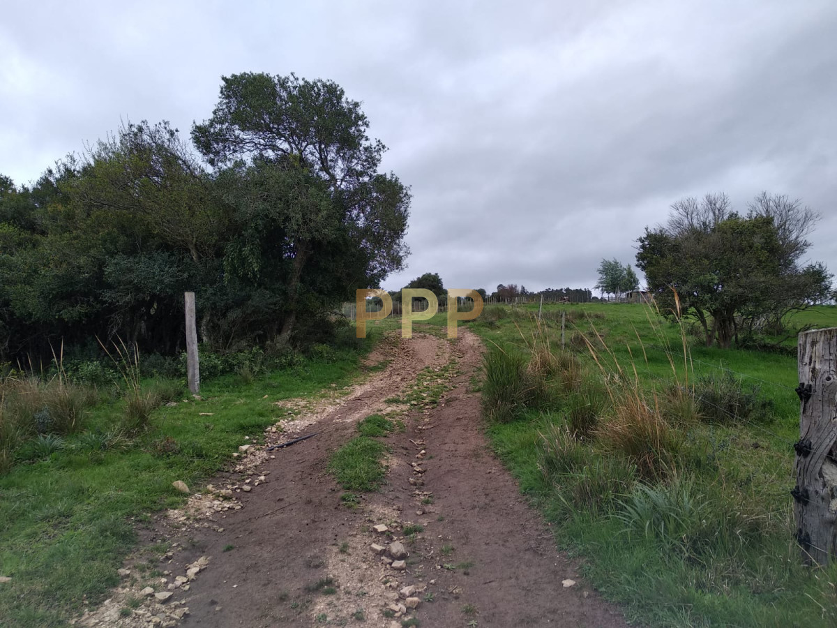 Chacra ID.2248 - Vendo excelente chacra de 39 hectÃ¡reas para granja turÃ­stica o tambo, Aigua, Punta del Este