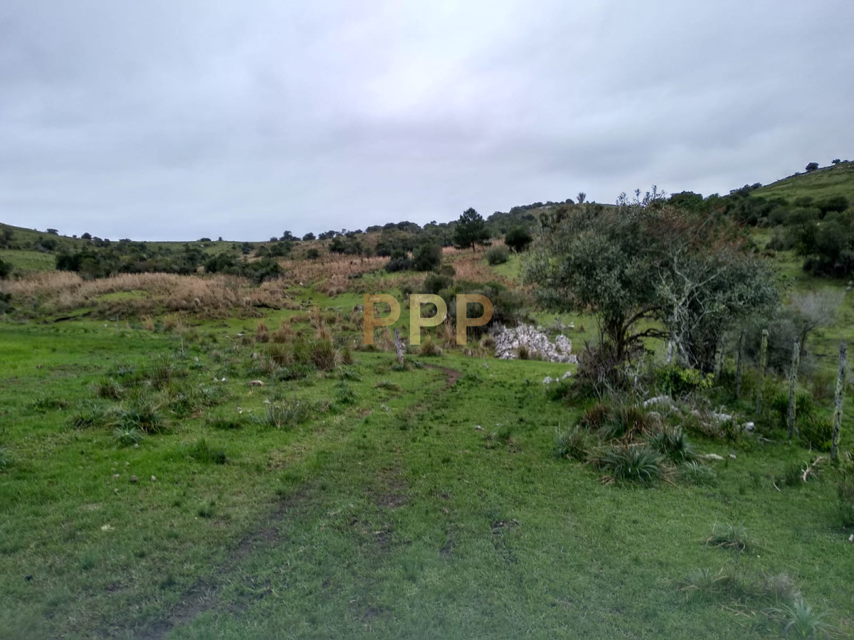 Chacra ID.2248 - Vendo excelente chacra de 39 hectÃ¡reas para granja turÃ­stica o tambo, Aigua, Punta del Este