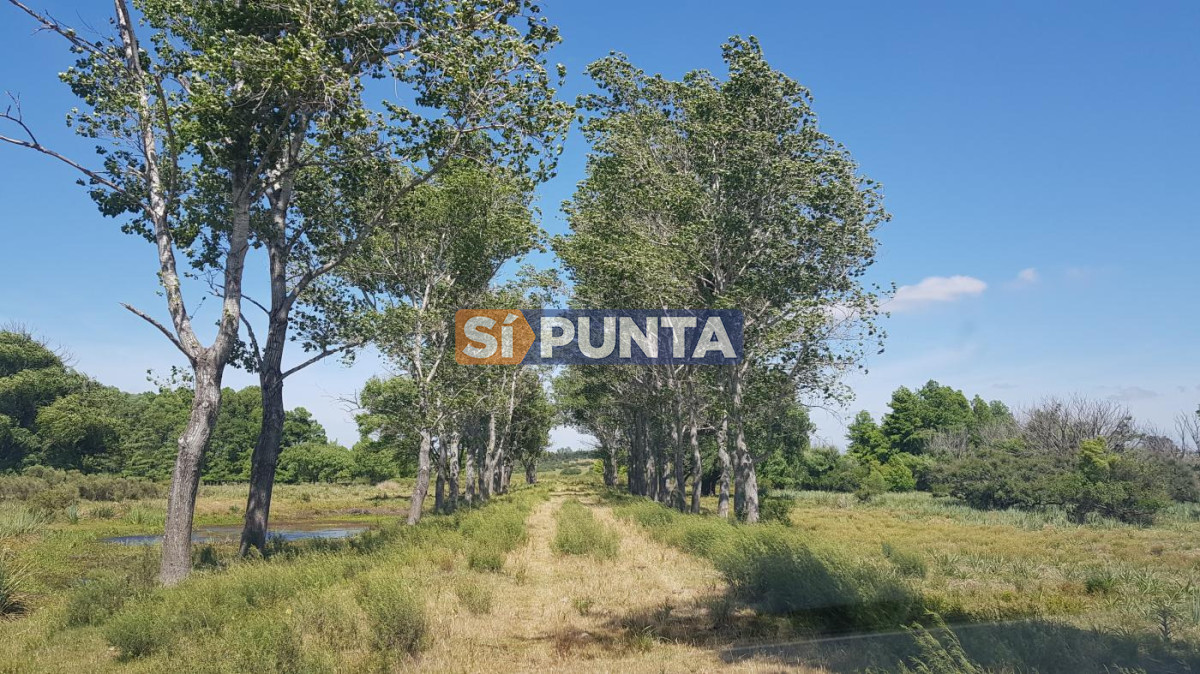 Campo Ref.13652 - Campos y Fracciones en Punta del Este (Laguna del Sauce) Ref.4205