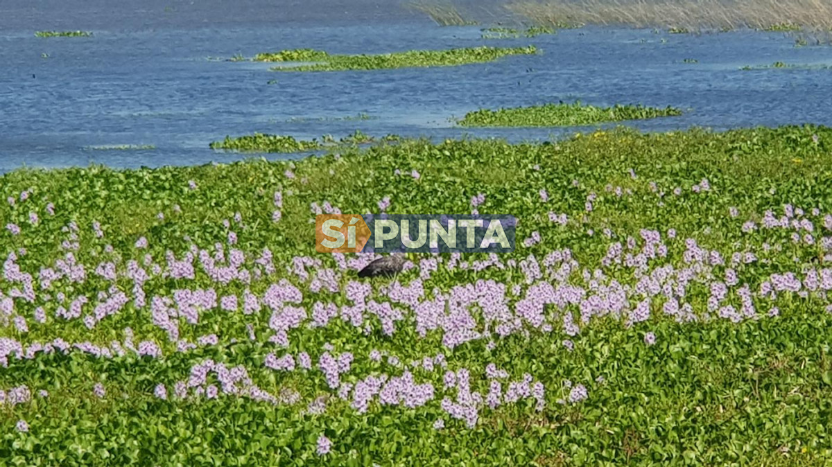 Campo Ref.13652 - Campos y Fracciones en Punta del Este (Laguna del Sauce) Ref.4205