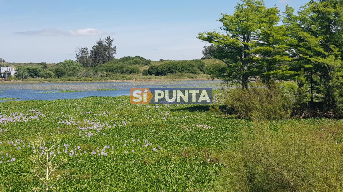 Campo Ref.13652 - Campos y Fracciones en Punta del Este (Laguna del Sauce) Ref.4205