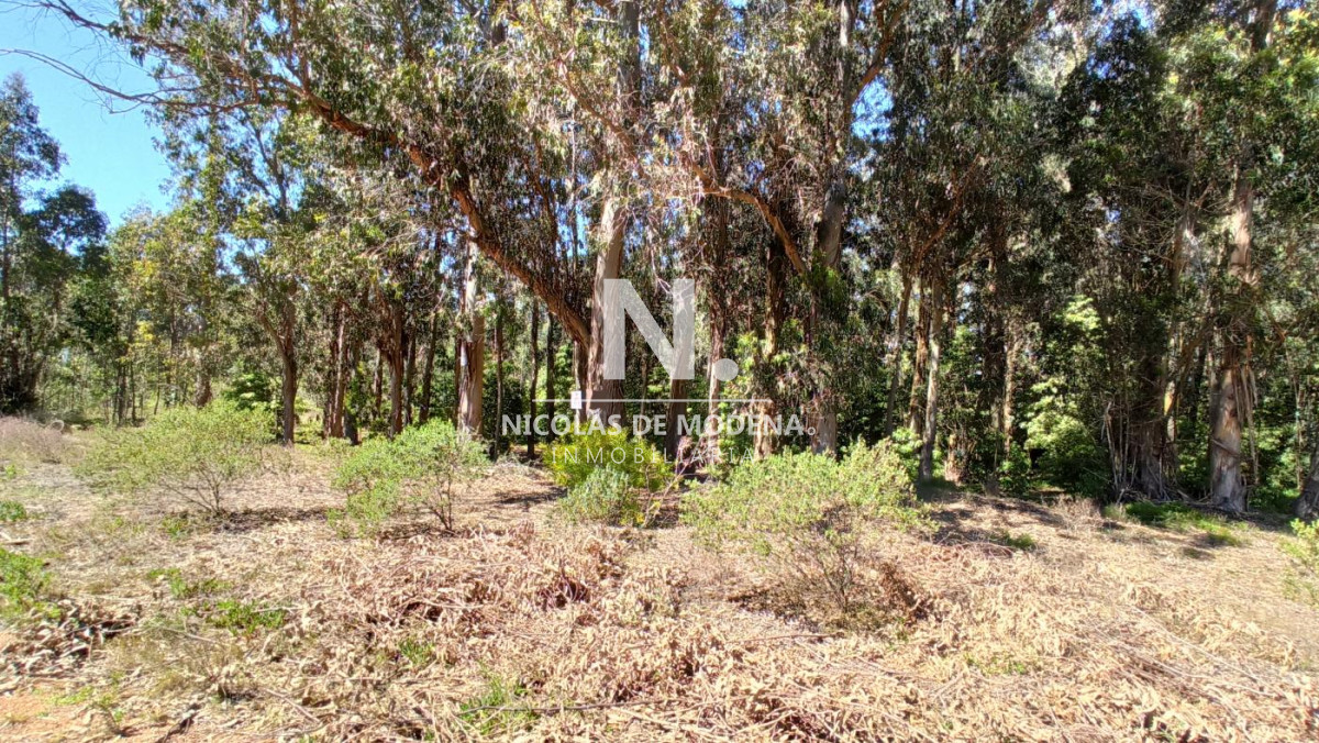 Burnett - GoPunta - Portal Inmobiliario de Punta del Este - Maldonado