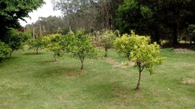 espectacular chacra sobre ruta 104 sobre un predio de 4,66 hectáreas0. ref. 5487 - gsl2178h