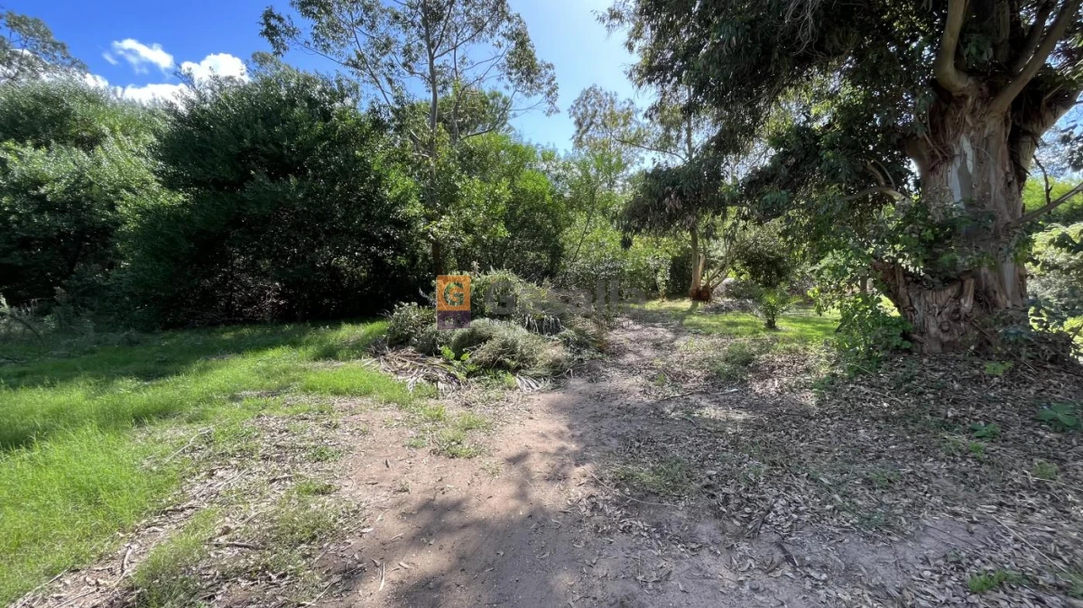 Sauce de Portezuelo - GoPunta - Portal Inmobiliario de Punta del Este - Maldonado