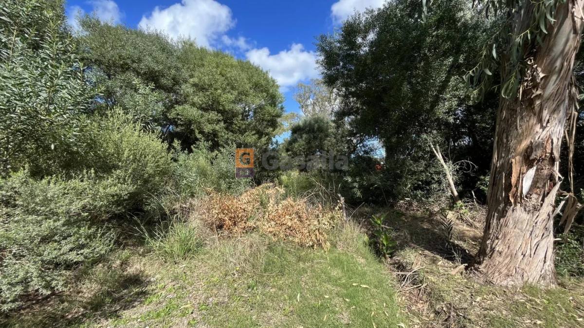 Sauce de Portezuelo - GoPunta - Portal Inmobiliario de Punta del Este - Maldonado