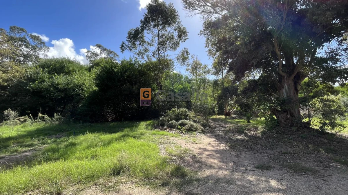 Sauce de Portezuelo - GoPunta - Portal Inmobiliario de Punta del Este - Maldonado