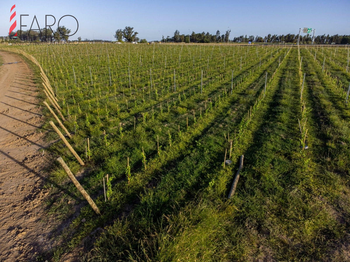 Chacra con vistas a viñedos.Zona José Ignacio  - FAR40798H