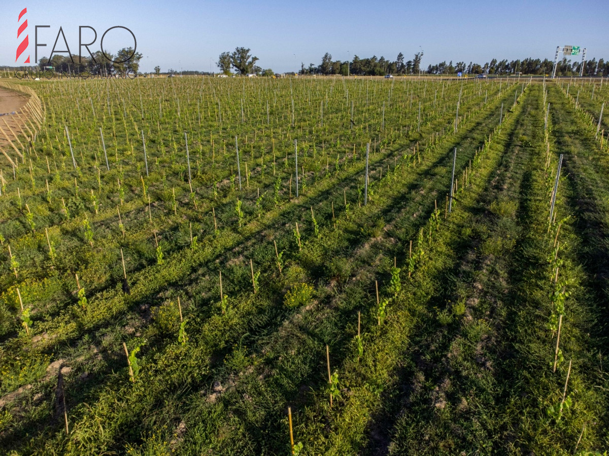 Chacra con vistas a viñedos.Zona José Ignacio  - FAR40800H