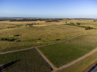Chacras a minutos de José Ignacio con vistas a viñedos