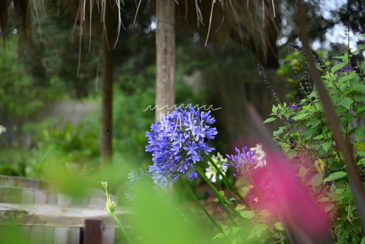 Casa ID.4664 - La Barra, a 5 minutos de todo, en entorno de chacras, 4 dormitorios, piscina, gran jardín.