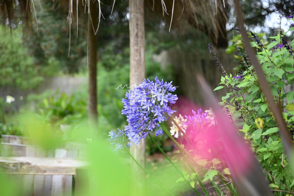 Casa ID.4664 - La Barra, a 5 minutos de todo, en entorno de chacras, 4 dormitorios, piscina, gran jardín.
