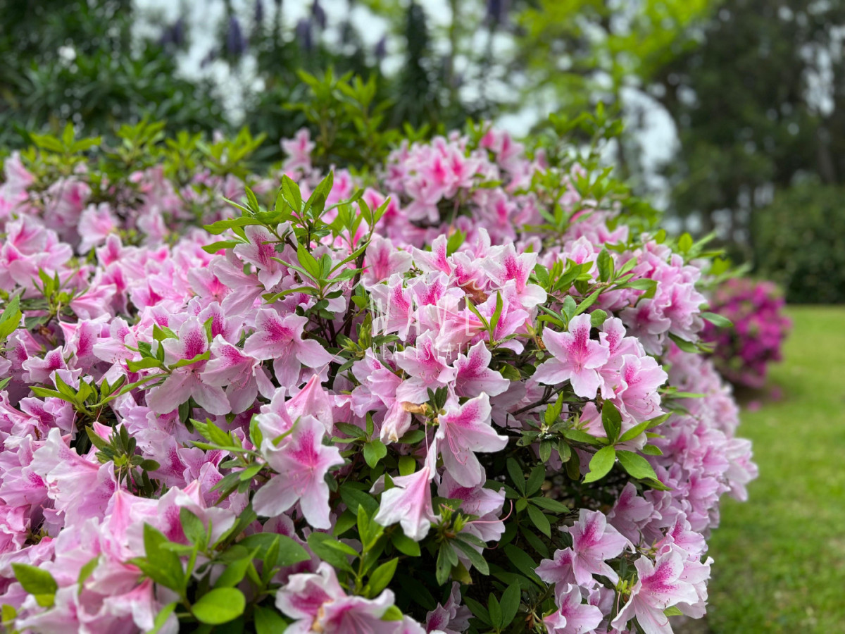 Casa ID.4689 - Alquiler de verano, Casa en Punta del Este, San Rafael 