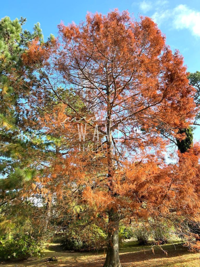 Casa ID.4689 - Alquiler de verano, Casa en Punta del Este, San Rafael 