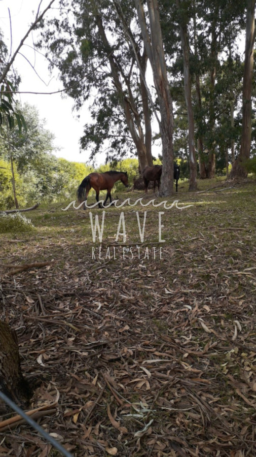 Chacra ID.5396 - Venta Chacra 5 has Camino Medellin arroyo Magdalena 