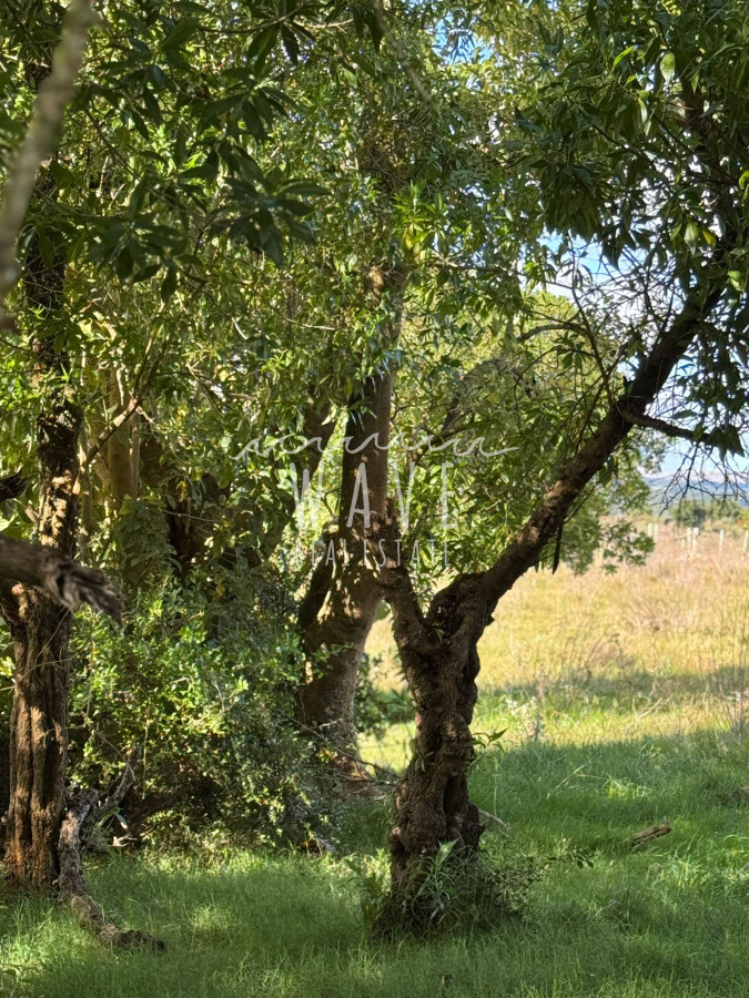 Chacra ID.4857 - Chacra a la Venta, de  45 Hectáreas, cercano a Ruta 39 