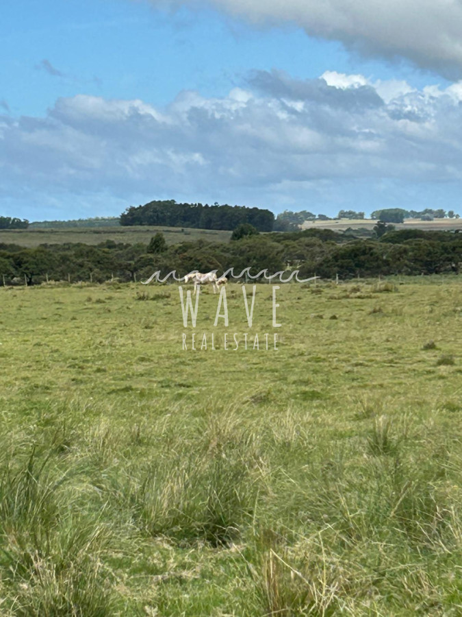 Campo Ref.6020 - Venta Campo 64 ha Camini Guani Garzon Rocha