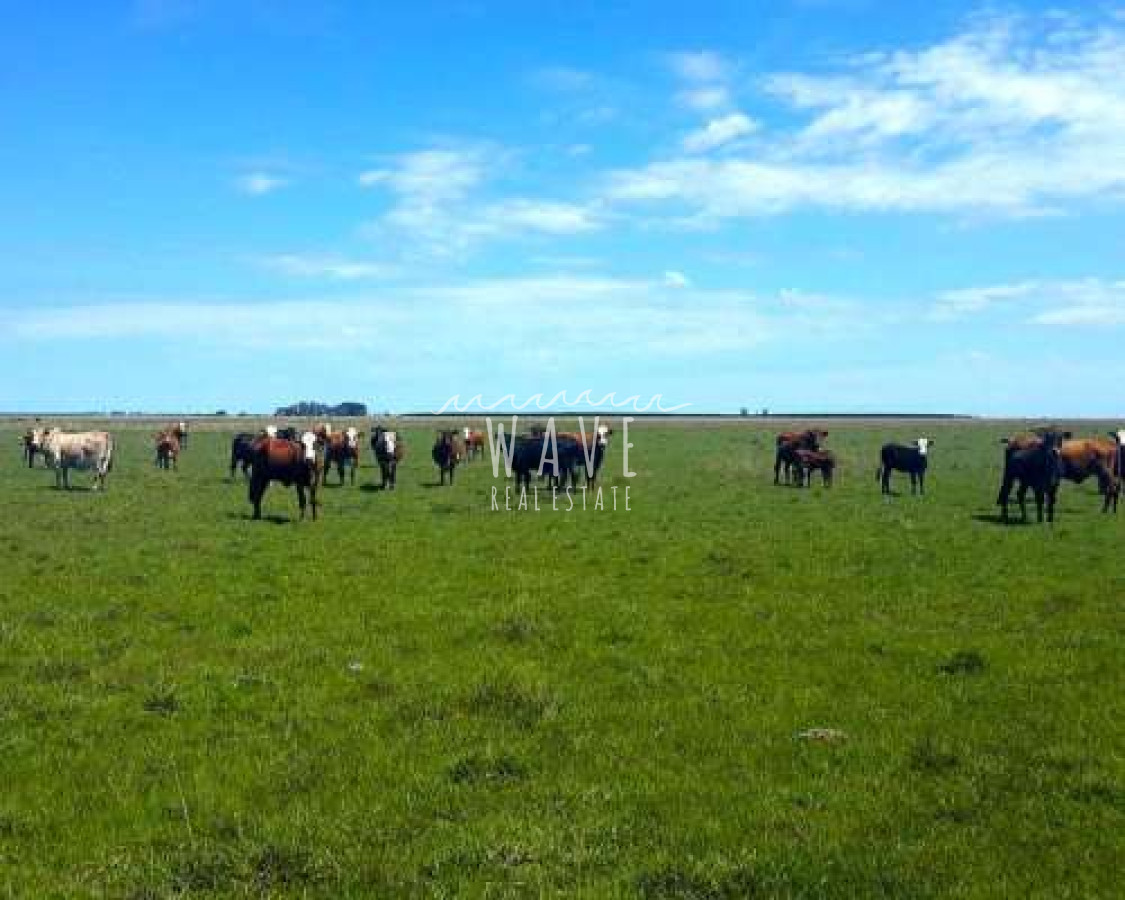 Campo Ref.4460 - Campo con excelente acceso próximo Aiguá