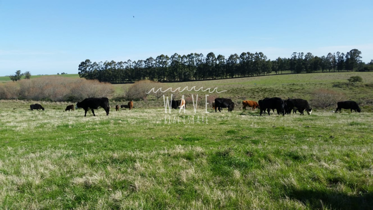 Campo Ref.5164 - Venta de campo, 74 hectáreas en Total, cercanías a San Carlos, Maldonado