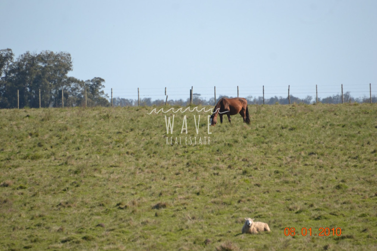 Campo Ref.6020 - Venta Campo 64 ha Camini Guani Garzon Rocha
