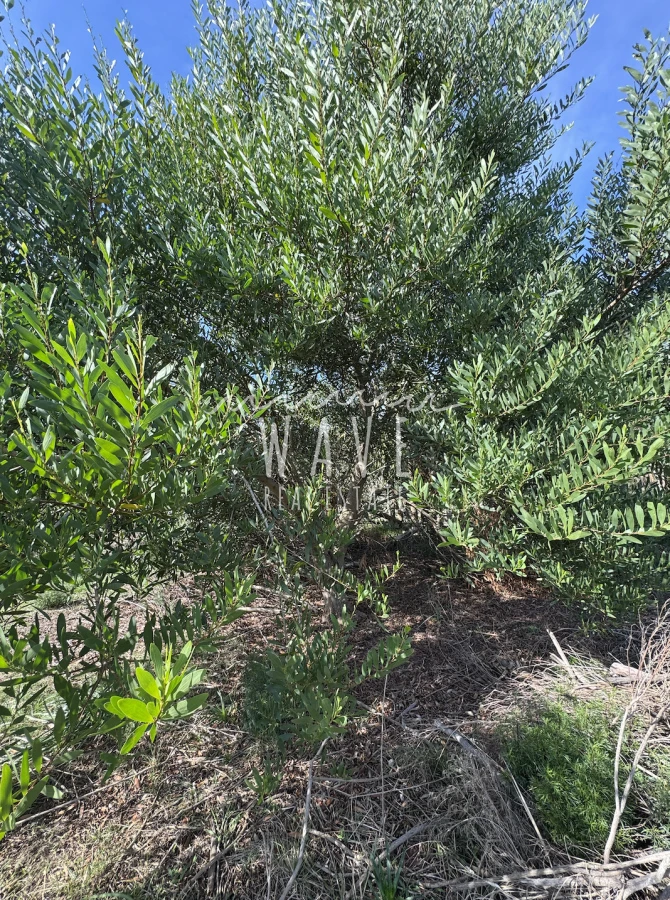 Terreno ID.4852 - Venta de Terreno en Miramar Acres con 900 M2