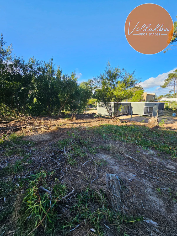 Chihuahua - GoPunta - Portal Inmobiliario de Punta del Este - Maldonado