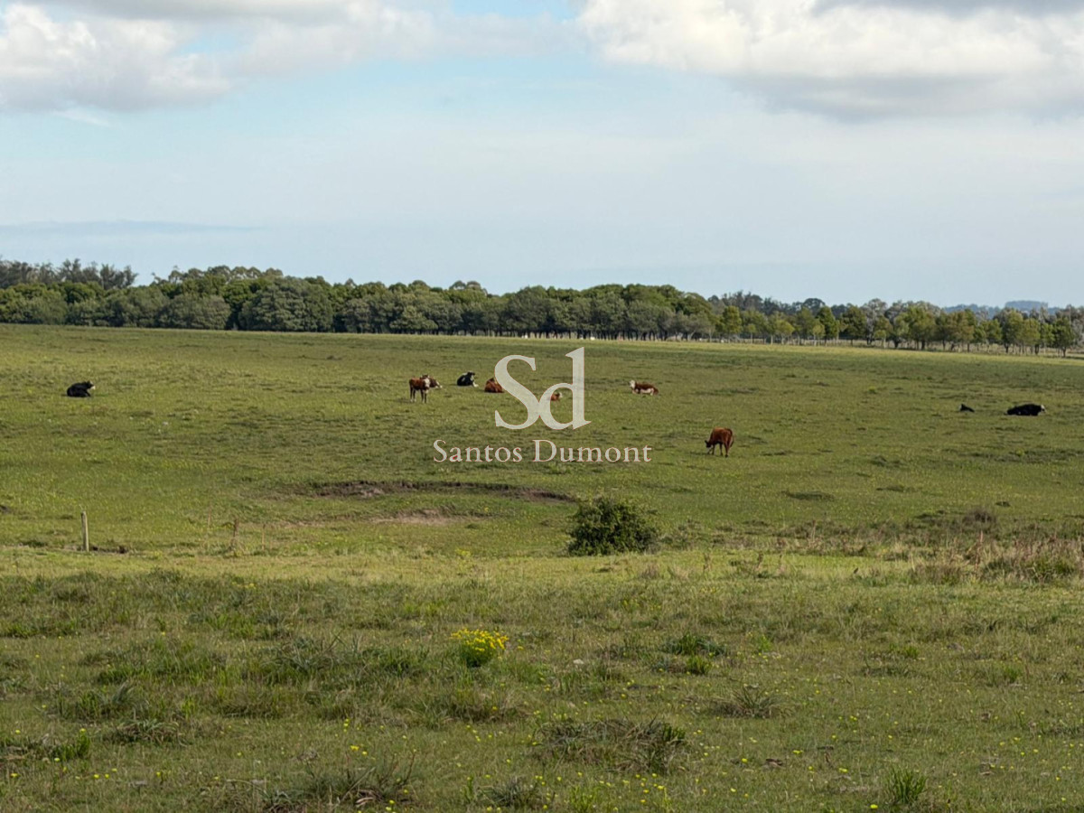 Campo Ref.25784 - EXCELENTE CAMPO EN VENTA