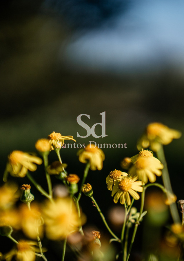 Terreno ID.25703 - WABI - EL CHORRO, MANANTIALES