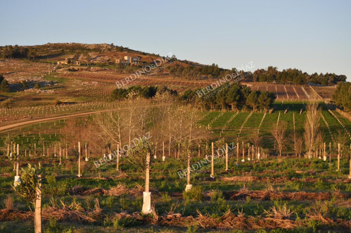 Chacra ID.2372 - Chacra de 22 hectareas en Laguna del Sauce en venta