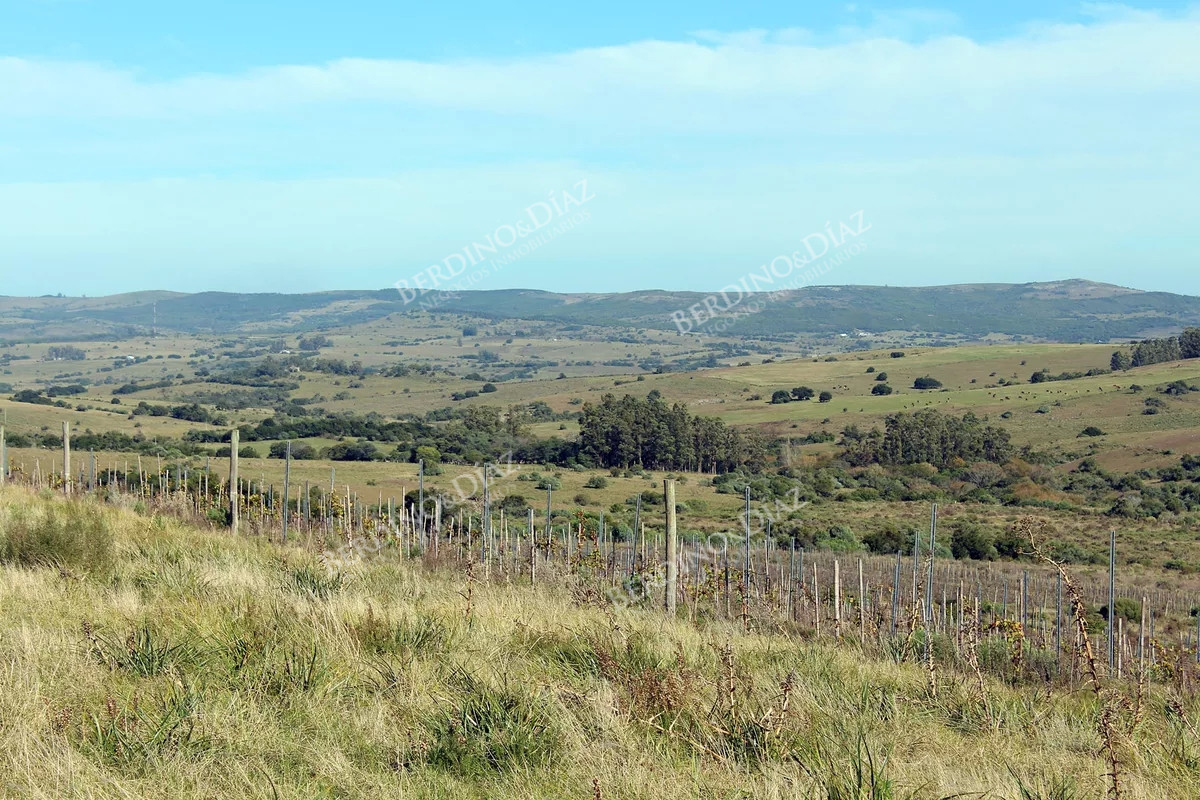 Campo Ref.2342 - Campo con variedad de vides Pueblo Eden 40 hectareas