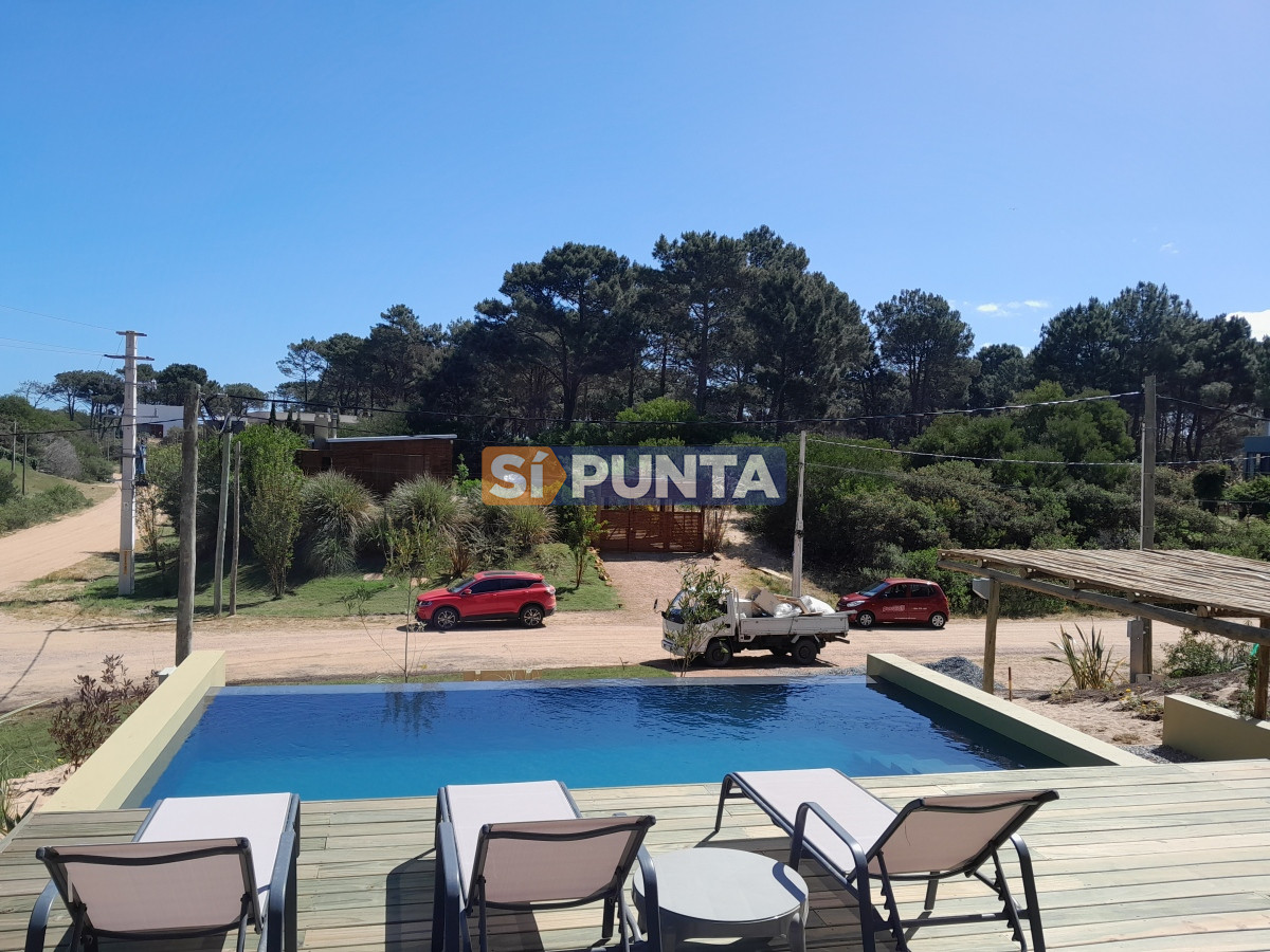 chihuahua  - spt11394c