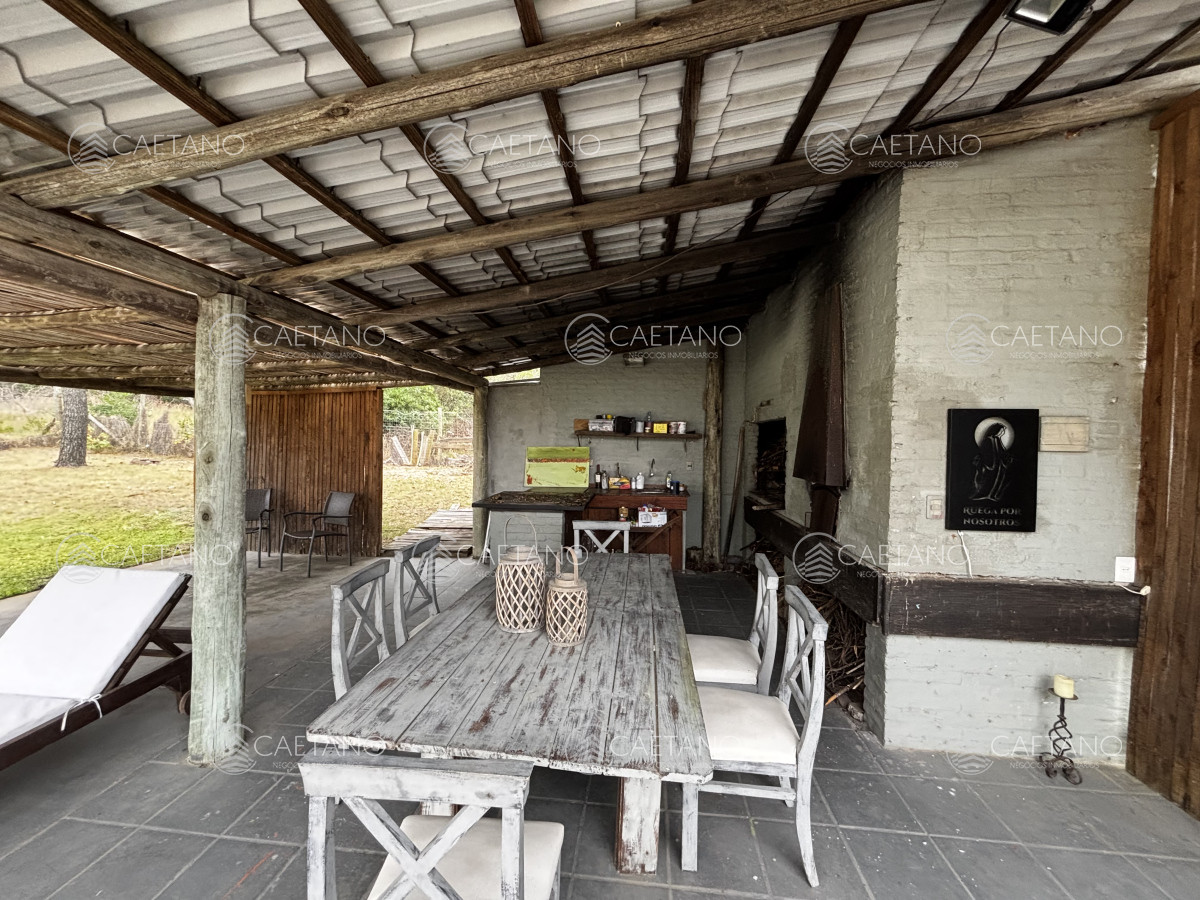 Chihuahua - GoPunta - Portal Inmobiliario de Punta del Este - Maldonado