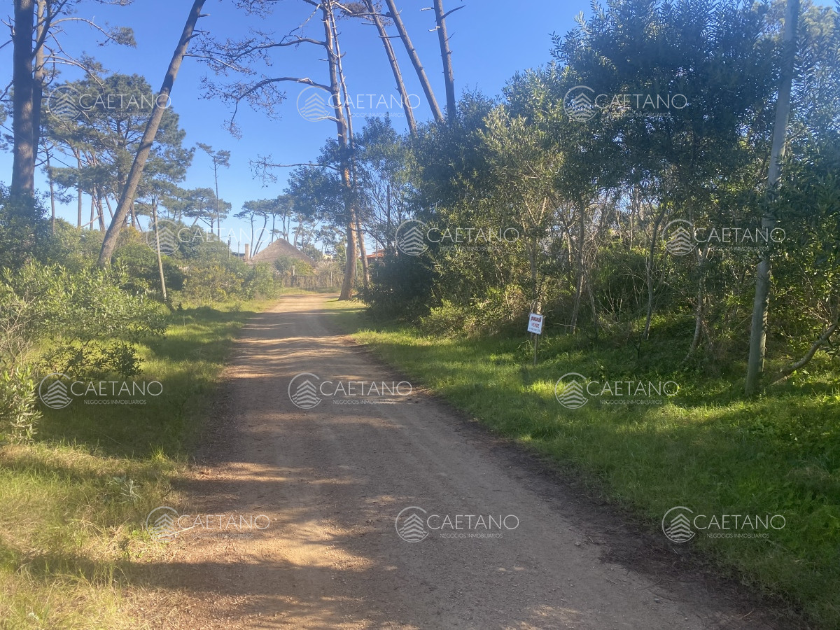 Chihuahua - GoPunta - Portal Inmobiliario de Punta del Este - Maldonado