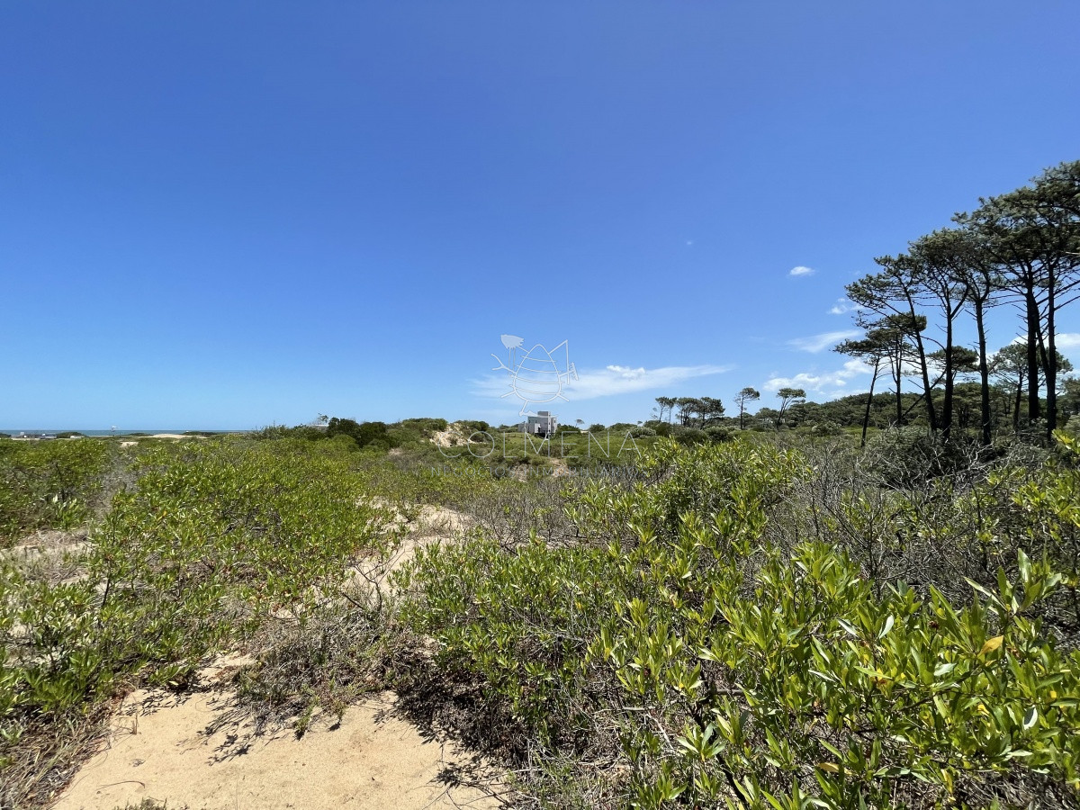 Chihuahua - GoPunta - Portal Inmobiliario de Punta del Este - Maldonado