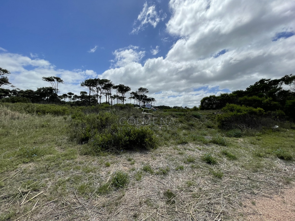 Chihuahua - GoPunta - Portal Inmobiliario de Punta del Este - Maldonado