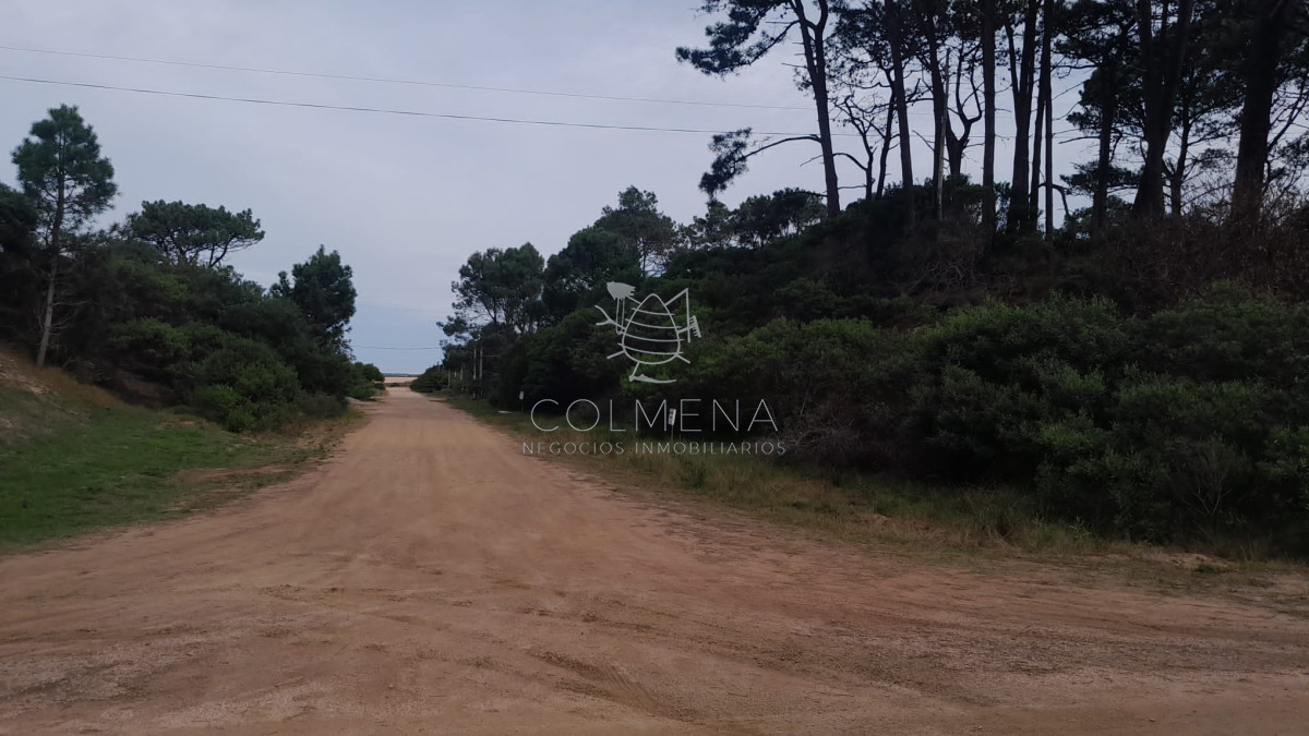 Chihuahua - GoPunta - Portal Inmobiliario de Punta del Este - Maldonado