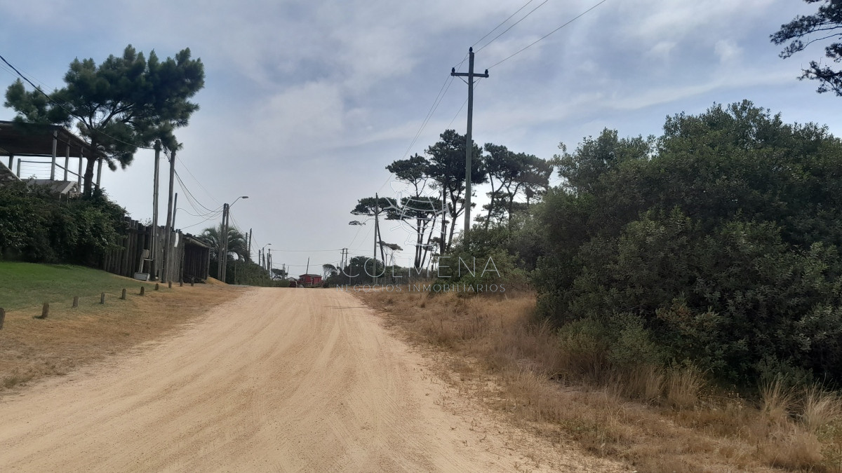 Chihuahua - GoPunta - Portal Inmobiliario de Punta del Este - Maldonado