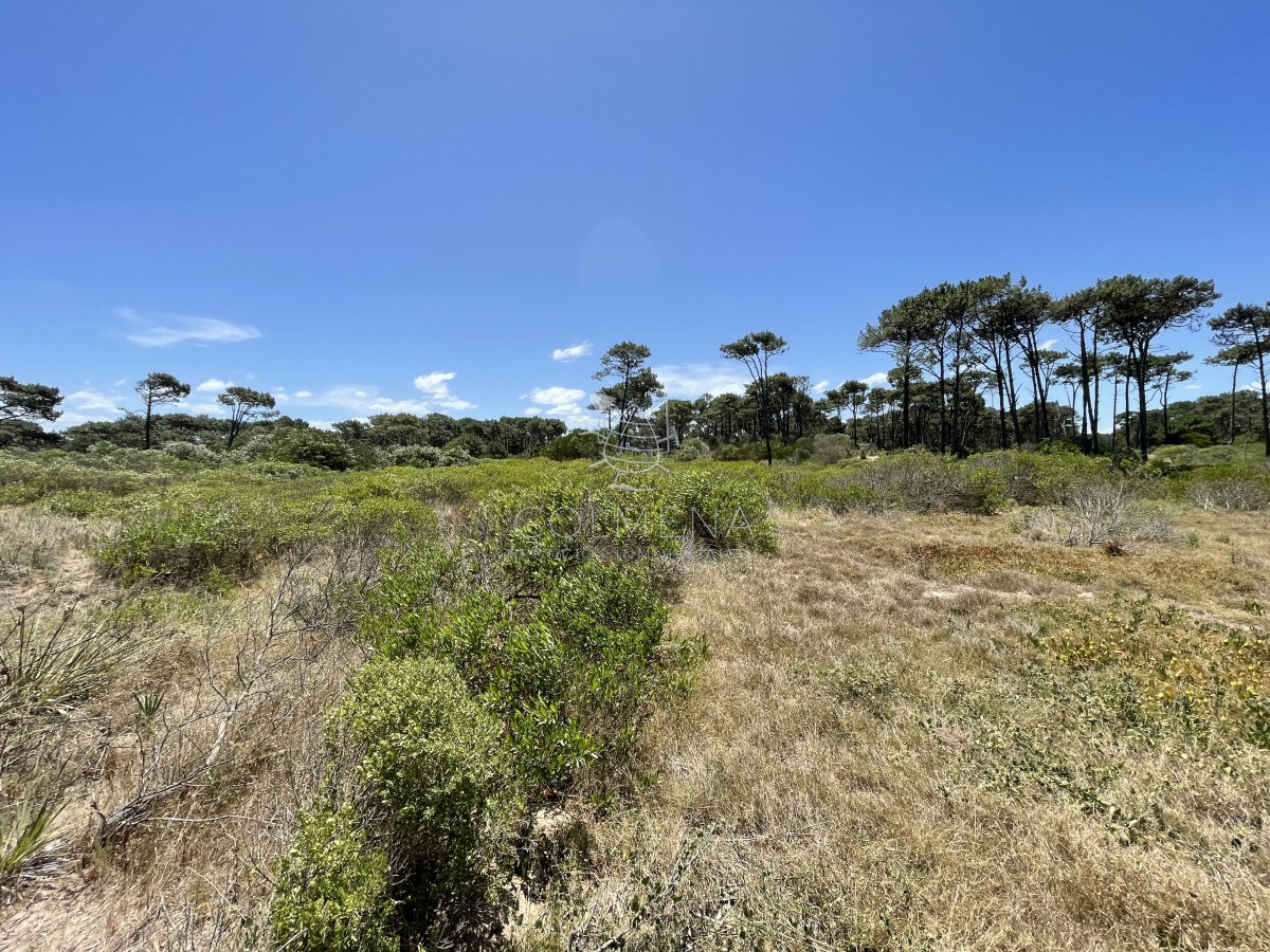 Chihuahua - GoPunta - Portal Inmobiliario de Punta del Este - Maldonado