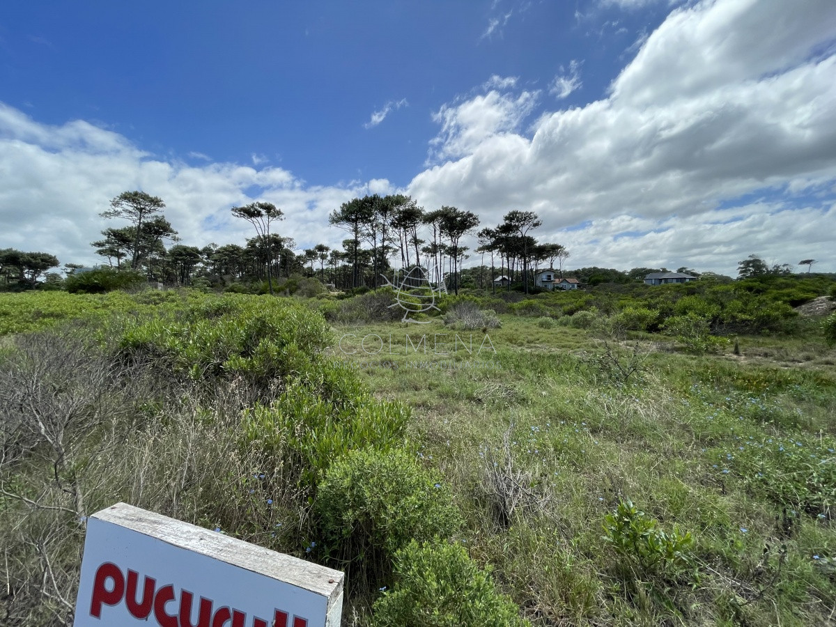 Chihuahua - GoPunta - Portal Inmobiliario de Punta del Este - Maldonado