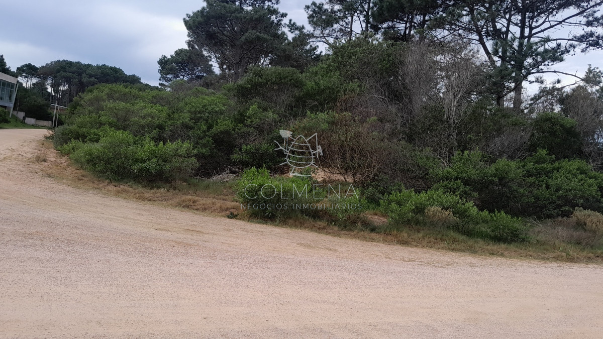 Chihuahua - GoPunta - Portal Inmobiliario de Punta del Este - Maldonado
